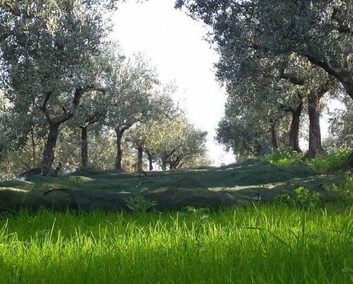 Angelucci Agriturismo Con Camere E Agri Camping Lanciano Exterior photo