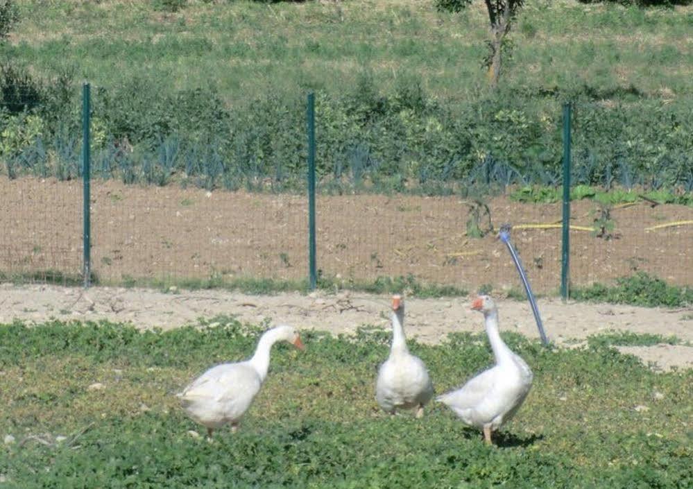 Angelucci Agriturismo Con Camere E Agri Camping Lanciano Exterior photo